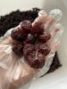 Picture of Soft Dried Plum