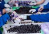 Picture of Soft Dried Plum